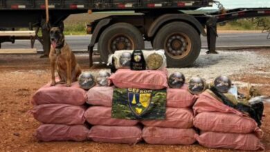 Photo of Ação da Polícia Militar com cães farejadores resulta na apreensão de 400 kg de maconha em MT