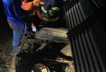 Photo of Carreta com gado tomba próximo ao Distrito Pingo D’Água e mobiliza equipes em Querência