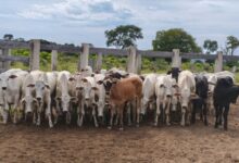 Photo of PM prende três suspeitos por furto de gado e receptação em Barra do Garças