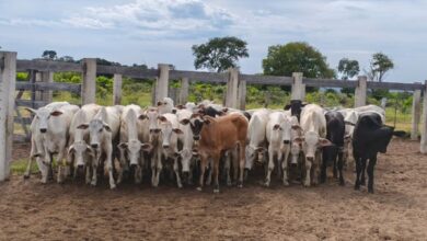Photo of PM prende três suspeitos por furto de gado e receptação em Barra do Garças
