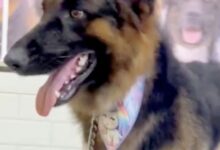 Photo of Multpet Banho & Tosa aposta em cromoterapia para bem-estar dos pets