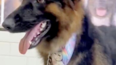 Photo of Multpet Banho & Tosa aposta em cromoterapia para bem-estar dos pets