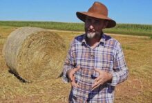 Photo of Produtor de Querência transforma milho em lucro e fortalece expansão no campo