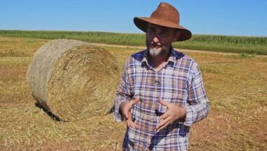 Photo of Produtor de Querência transforma milho em lucro e fortalece expansão no campo